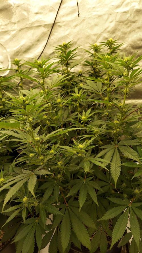 The Garden 2022 - LA Peyote Kush. Week 9