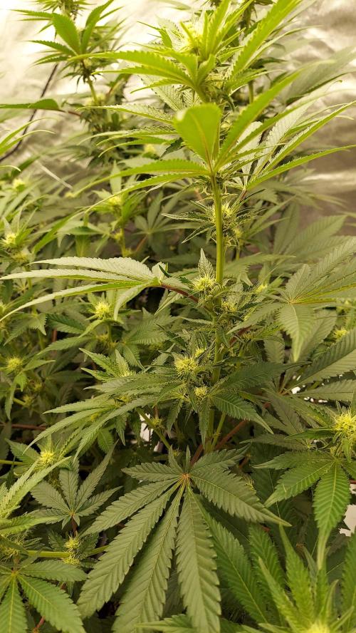 The Garden 2022 - LA Peyote Kush. Week 9