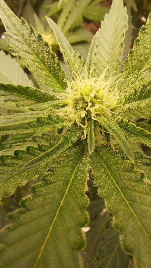 The Garden 2022 - LA Peyote Kush. Week 9