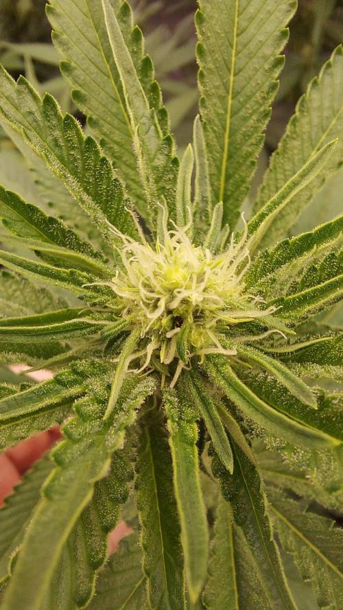 The Garden 2022 - LA Peyote Kush. Week 9
