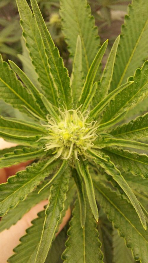 The Garden 2022 - LA Peyote Kush. Week 9