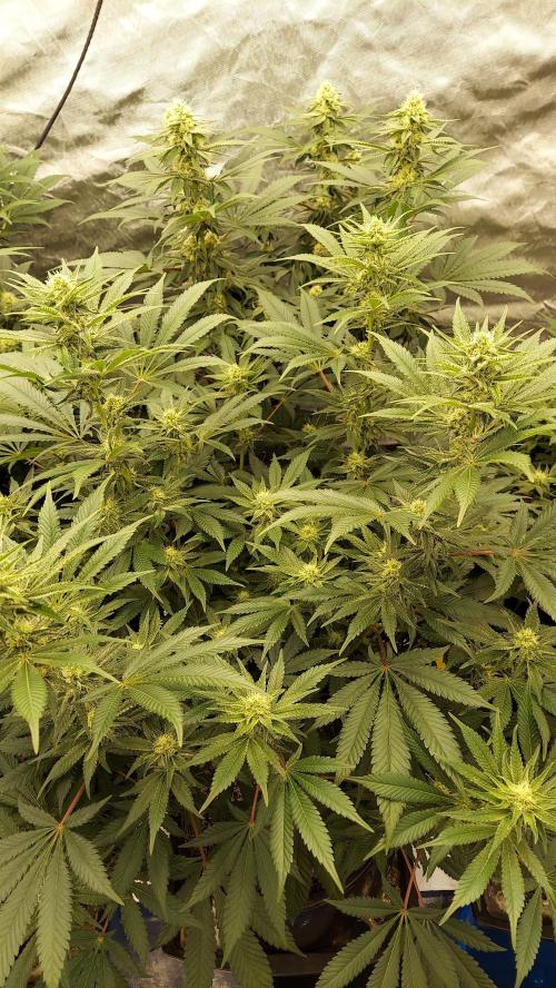 The Garden 2022 - LA Peyote Kush. Week 10