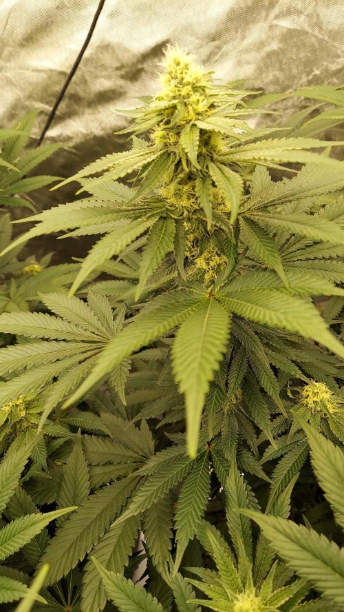 The Garden 2022 - LA Peyote Kush. Week 10