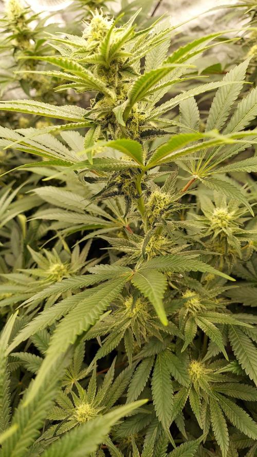 The Garden 2022 - LA Peyote Kush. Week 10