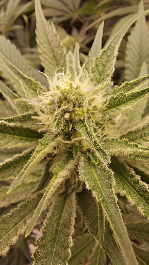 The Garden 2022 - LA Peyote Kush. Week 10
