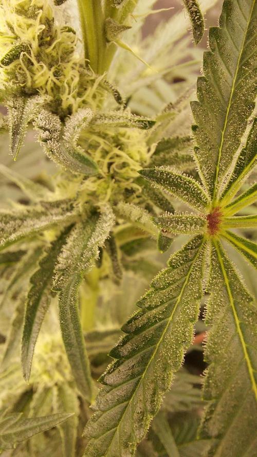 The Garden 2022 - LA Peyote Kush. Week 10