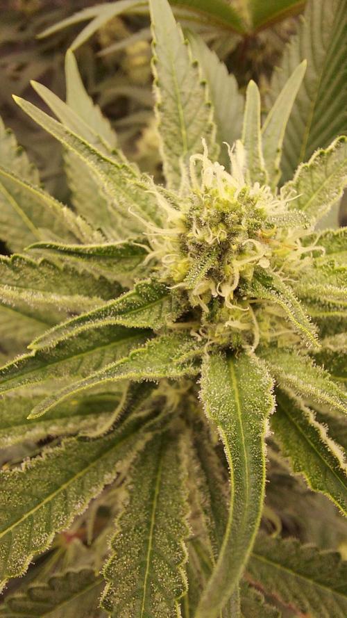 The Garden 2022 - LA Peyote Kush. Week 10