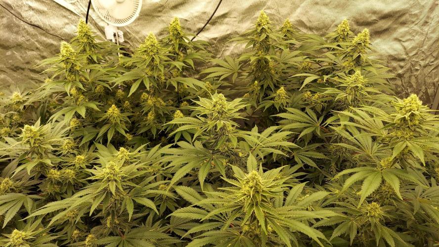 The Garden 2022 - LA Peyote Kush. Week 11