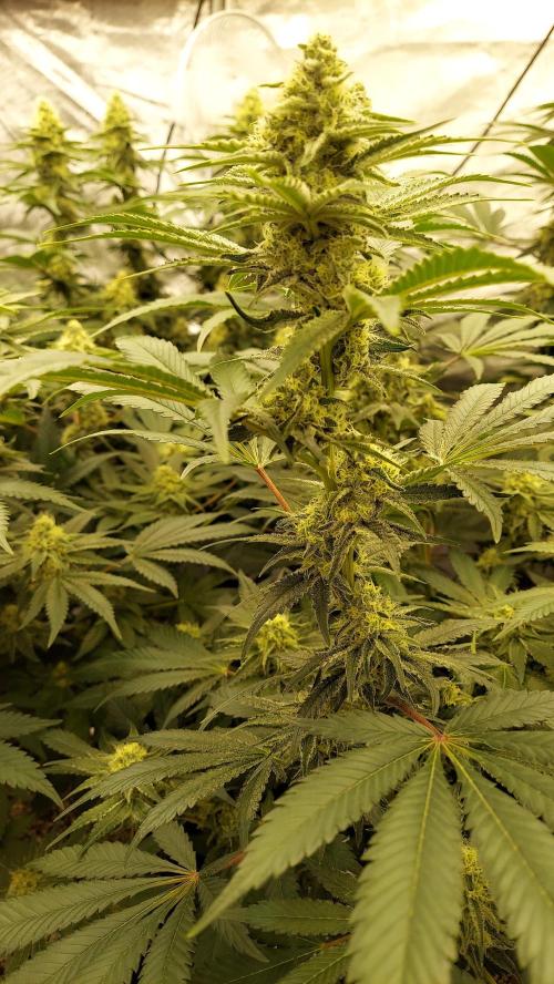 The Garden 2022 - LA Peyote Kush. Week 11