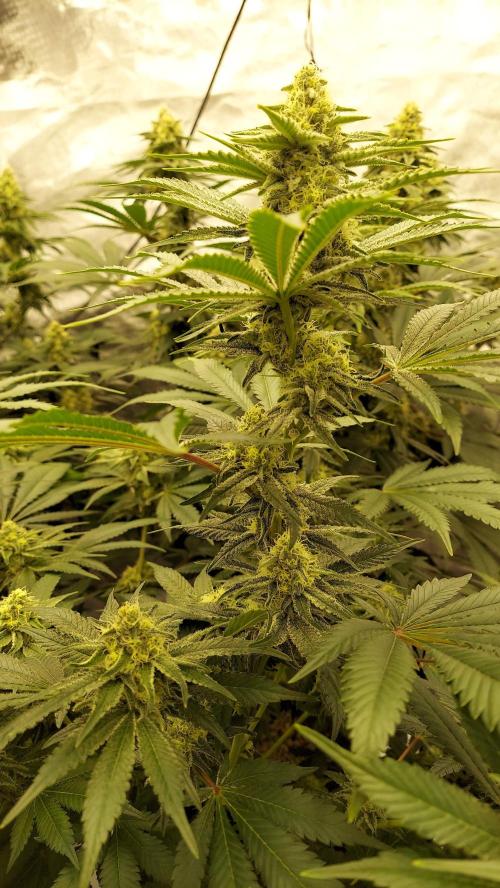 The Garden 2022 - LA Peyote Kush. Week 11