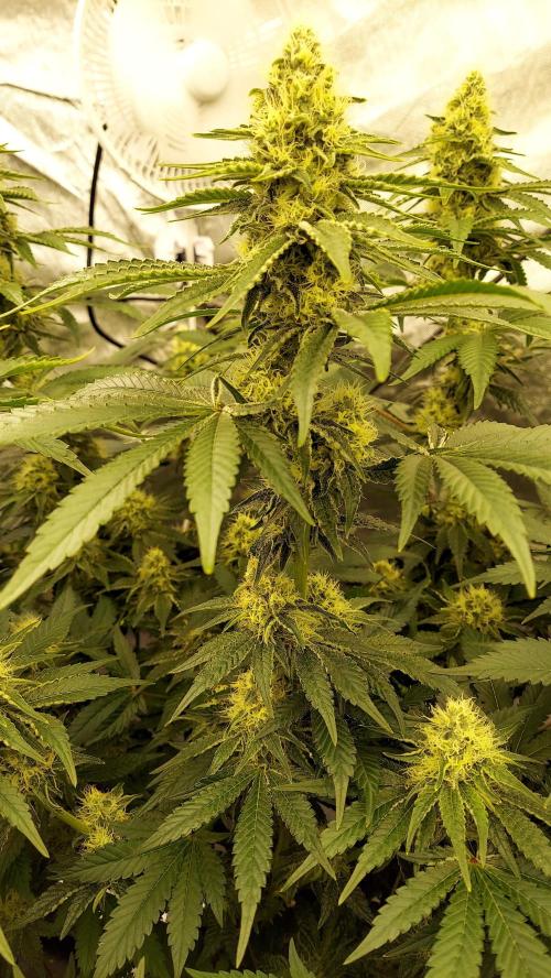 The Garden 2022 - LA Peyote Kush. Week 11