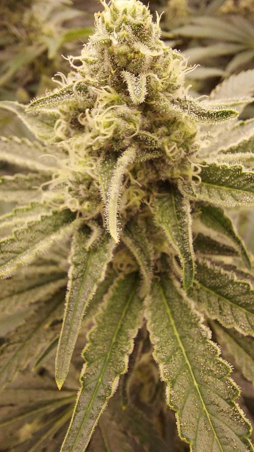 The Garden 2022 - LA Peyote Kush. Week 11