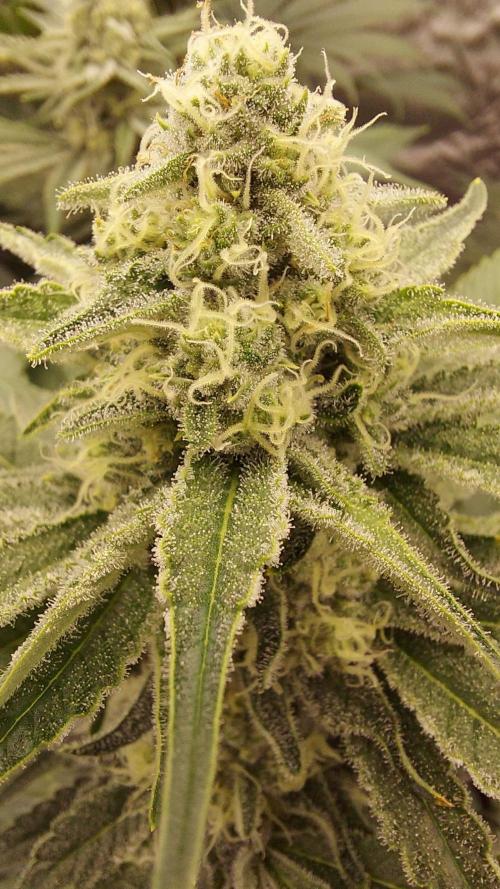 The Garden 2022 - LA Peyote Kush. Week 11