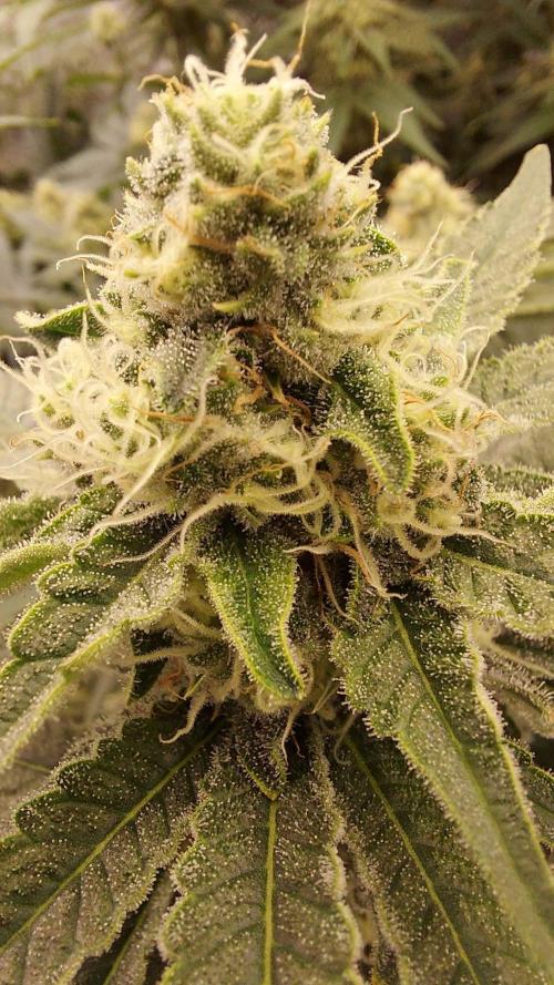 The Garden 2022 - LA Peyote Kush. Week 11