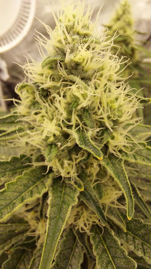 The Garden 2022 - LA Peyote Kush. Week 11