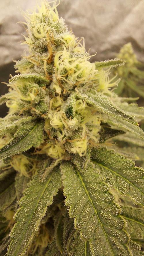 The Garden 2022 - LA Peyote Kush. Week 11