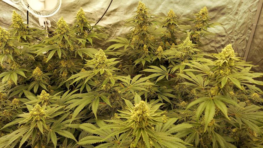 The Garden 2022 - LA Peyote Kush. Week 12