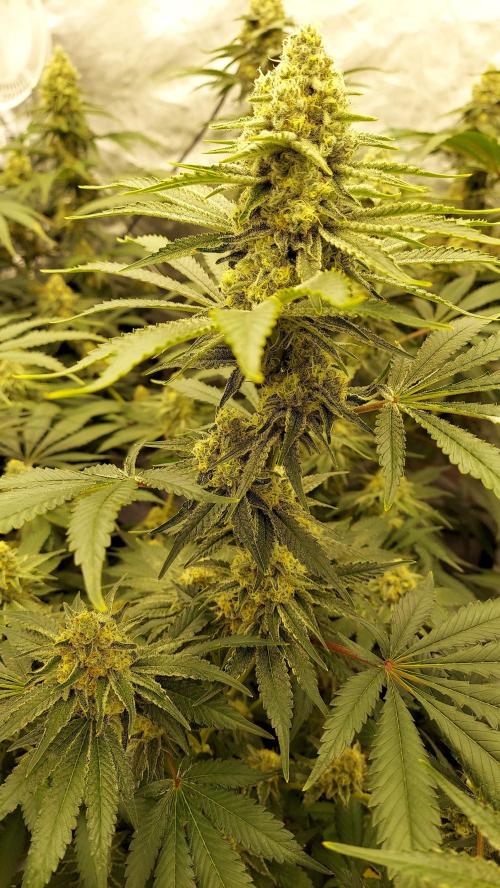 The Garden 2022 - LA Peyote Kush. Week 12