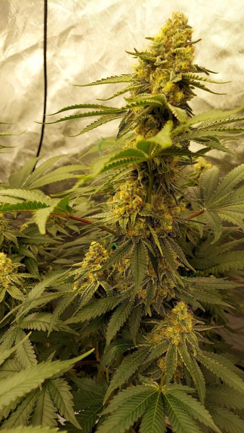 The Garden 2022 - LA Peyote Kush. Week 12