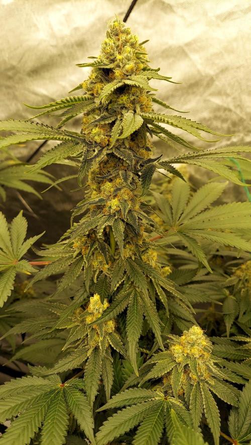 The Garden 2022 - LA Peyote Kush. Week 12