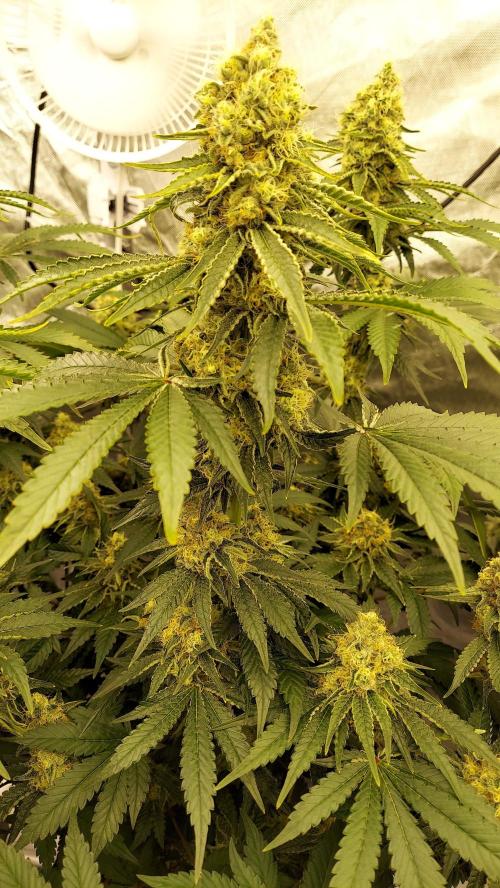The Garden 2022 - LA Peyote Kush. Week 12