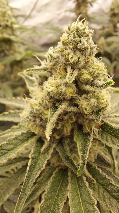 The Garden 2022 - LA Peyote Kush. Week 12