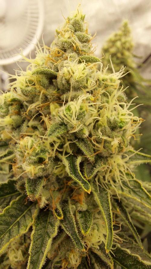The Garden 2022 - LA Peyote Kush. Week 12