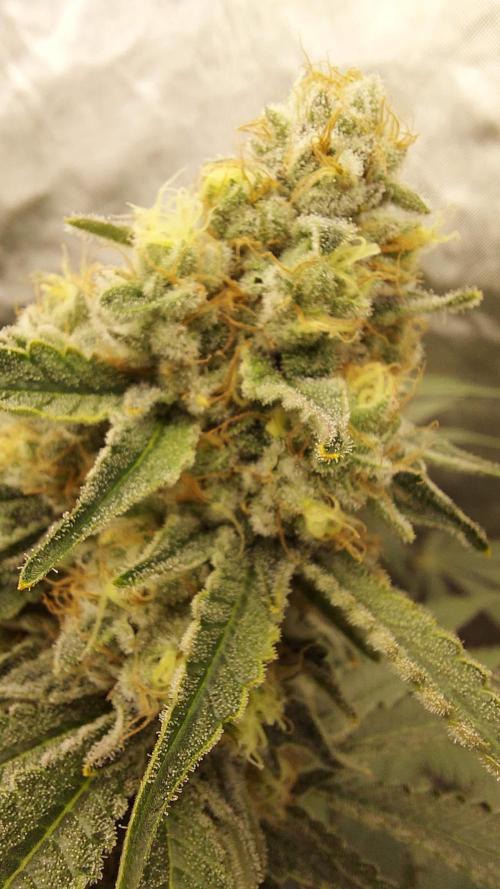The Garden 2022 - LA Peyote Kush. Week 12