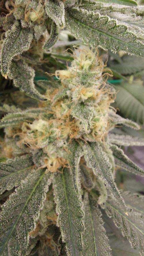 The Garden 2022 - LA Peyote Kush. Week 12