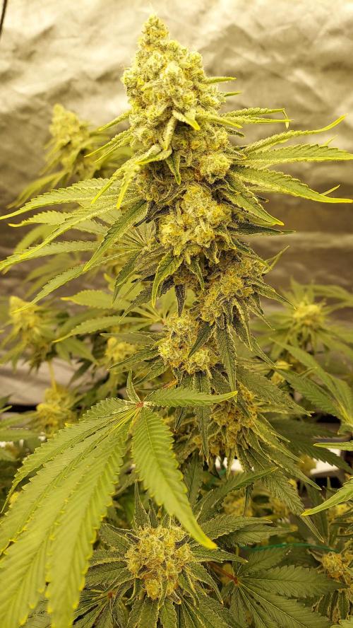 The Garden 2022 - LA Peyote Kush. Week 13