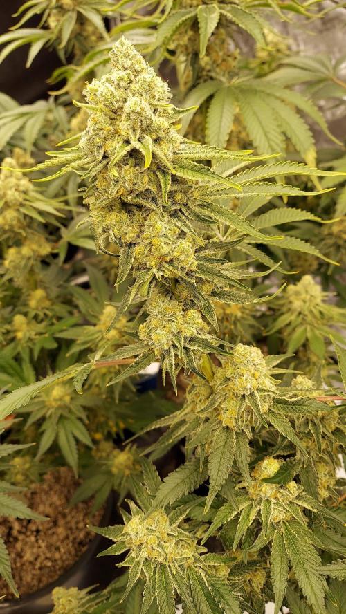 The Garden 2022 - LA Peyote Kush. Week 13