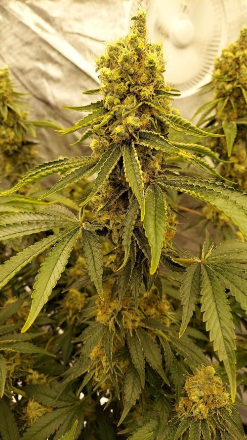 The Garden 2022 - LA Peyote Kush. Week 13