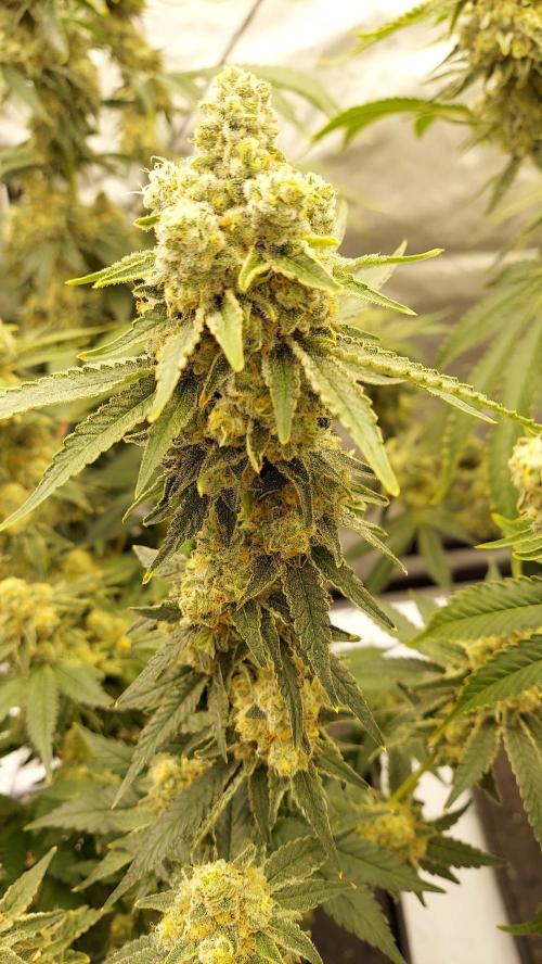 The Garden 2022 - LA Peyote Kush. Week 13