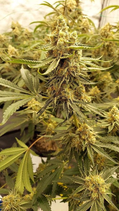 The Garden 2022 - LA Peyote Kush. Week 13
