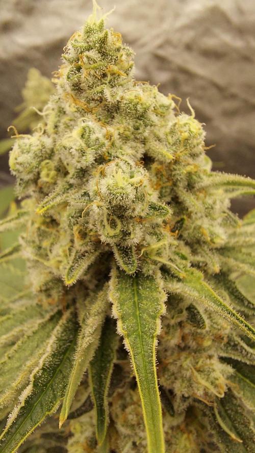 The Garden 2022 - LA Peyote Kush. Week 13
