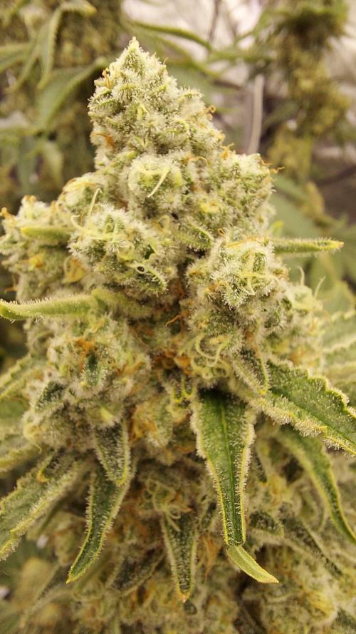 The Garden 2022 - LA Peyote Kush. Week 13
