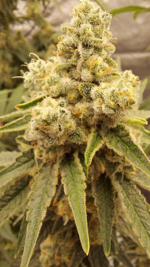The Garden 2022 - LA Peyote Kush. Week 13