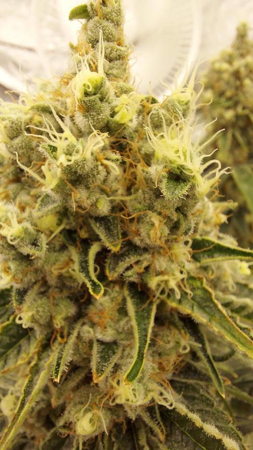 The Garden 2022 - LA Peyote Kush. Week 13