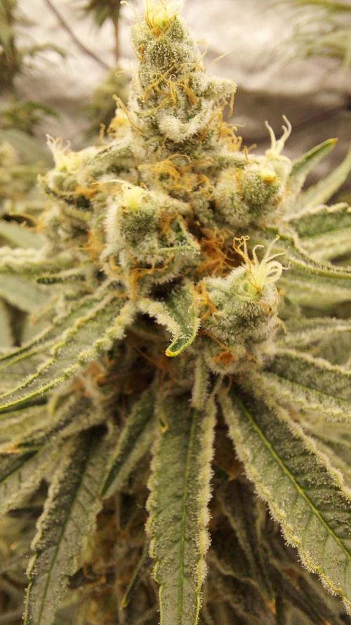 The Garden 2022 - LA Peyote Kush. Week 13