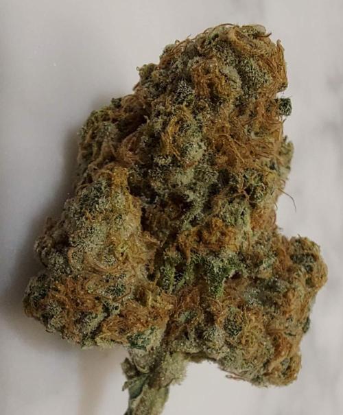 The Garden 2022 - LA Peyote Kush. Week 14