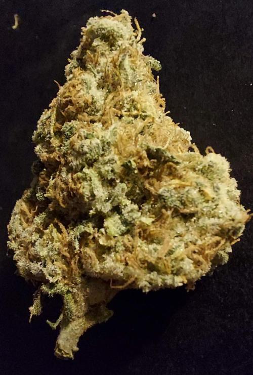 The Garden 2022 - LA Peyote Kush. Week 14