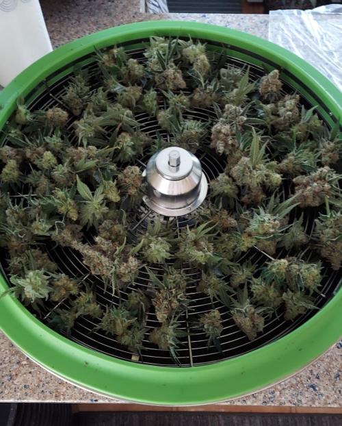 The Garden 2022 - LA Peyote Kush. Week 14