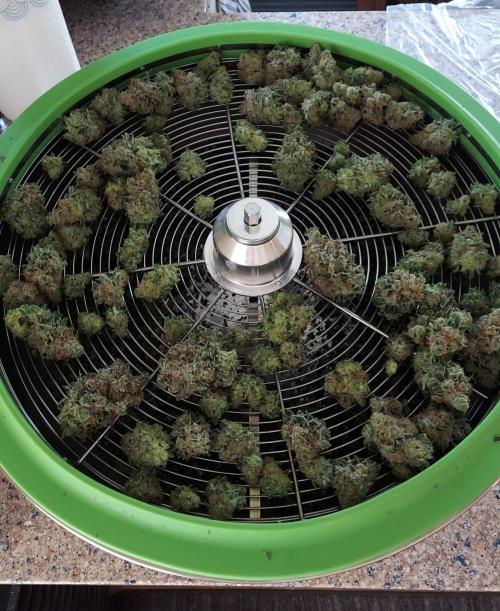The Garden 2022 - LA Peyote Kush. Week 14