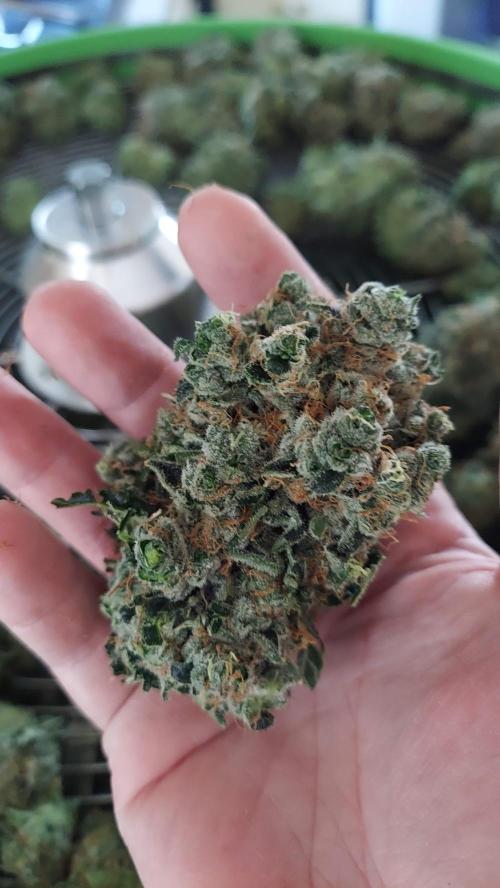 The Garden 2022 - LA Peyote Kush. Week 14