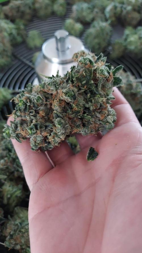 The Garden 2022 - LA Peyote Kush. Week 14