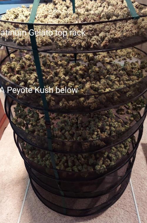 The Garden 2022 - LA Peyote Kush. Week 14