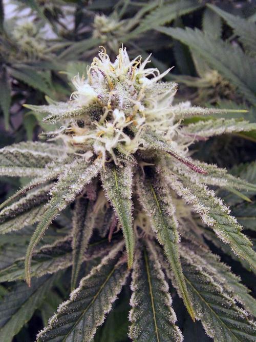 The Garden 2021 - Platinum Gelato. Week 5