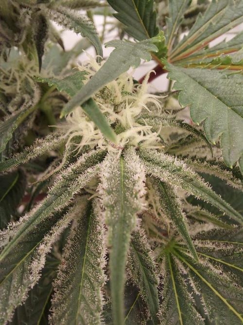 The Garden 2021 - Platinum Gelato. Week 5