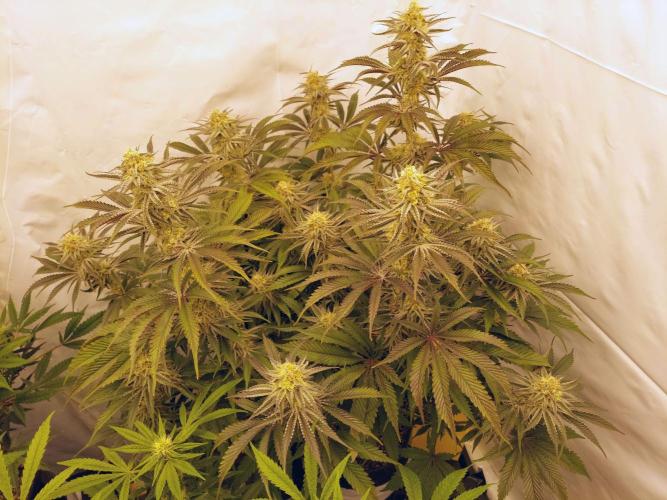 The Garden 2021 - Platinum Gelato. Week 6