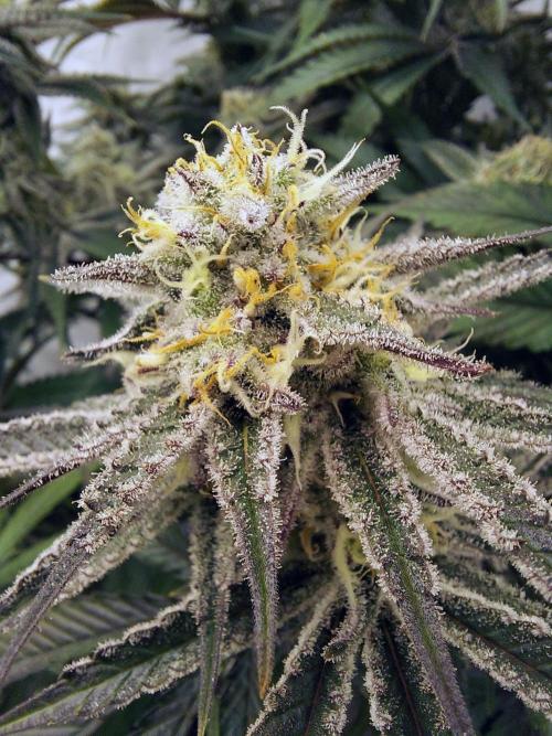 The Garden 2021 - Platinum Gelato. Week 6